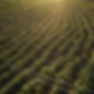 Magnificent A Comprehensive Overview of Premier 1 Netting in Agriculture Magnificent A Comprehensive Overview of Premier 1 Netting in Agriculture