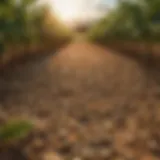 Visual representation of soybean yield data analysis