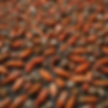 Premium Koi Food Pellets Close-up of Arthur Aquatics Koi Food pellets on a textured surface