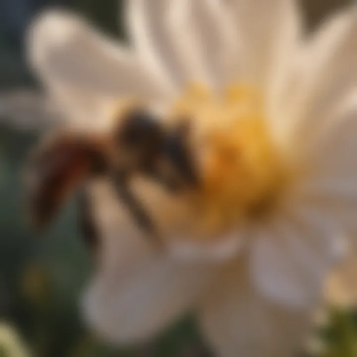 Close-up of a bee on a flower