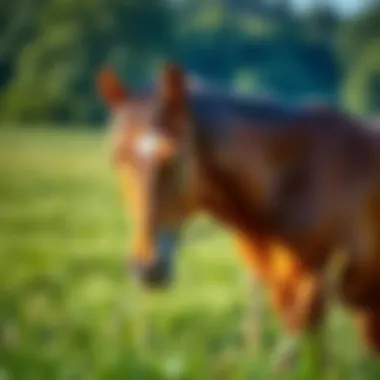 Healthy Horse in Pasture Illustration of a healthy horse grazing in a lush pasture