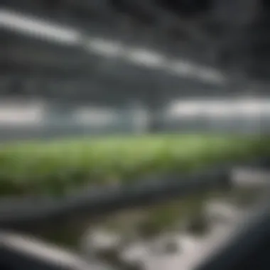 Innovative Hydroponic Environment with Botanicare Flood Table Botanicare flood table in a hydroponic setup