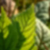 Close-up of broadleaf weed leaves showcasing their unique shape and texture.