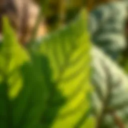 Close-up of broadleaf weed leaves showcasing their unique shape and texture.