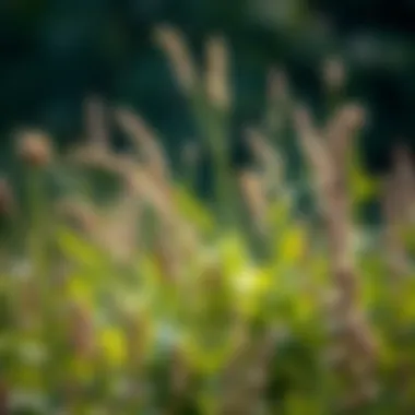 Variety of Broadleaf Weeds in Their Ecosystem Diverse types of broadleaf weeds growing in a natural environment.