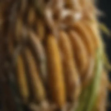 Importance of Calmer Corn Head Parts Illustration highlighting the importance of Calmer corn head parts