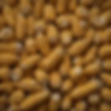 Criteria for Selecting Calmer Corn Head Parts Selection criteria for Calmer corn head parts
