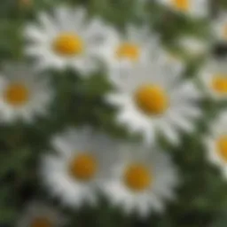 Close-up view of chamomile leaves showcasing their intricate structure