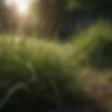 A variety of grass types suitable for shady areas