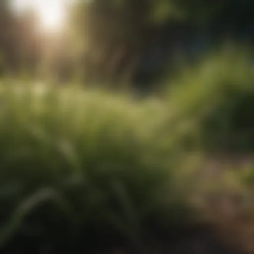 A variety of grass types suitable for shady areas