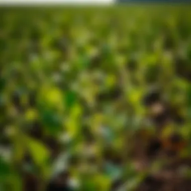 Thriving Soybean Plants Healthy soybean plants thriving in a field