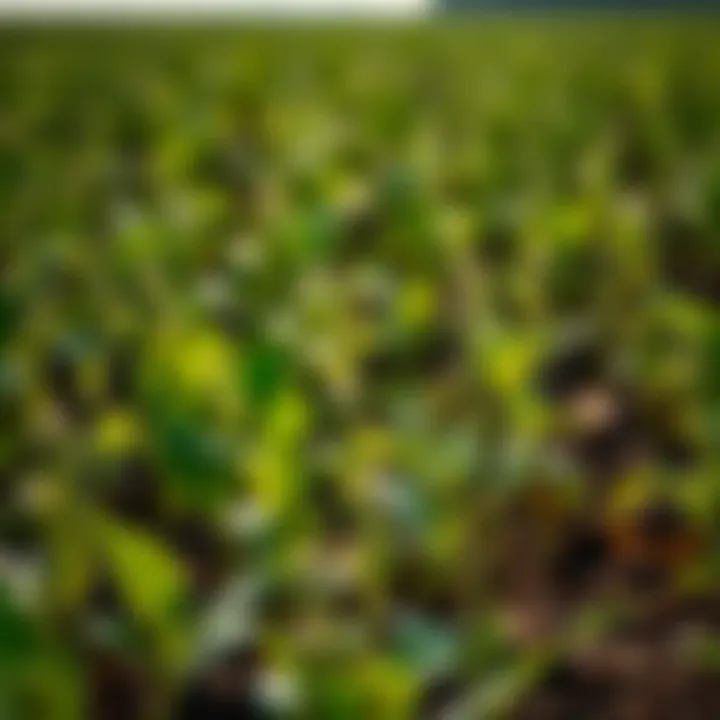 Thriving Soybean Plants Healthy soybean plants thriving in a field