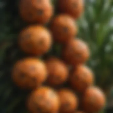 Close-up of ripening oil palm fruit clusters reflecting the agricultural yield.