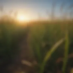 Vibrant field of annual rye grass under sunlight