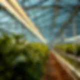 Fluorescent Lights in Action Sunblaster fluorescent lights illuminating a greenhouse