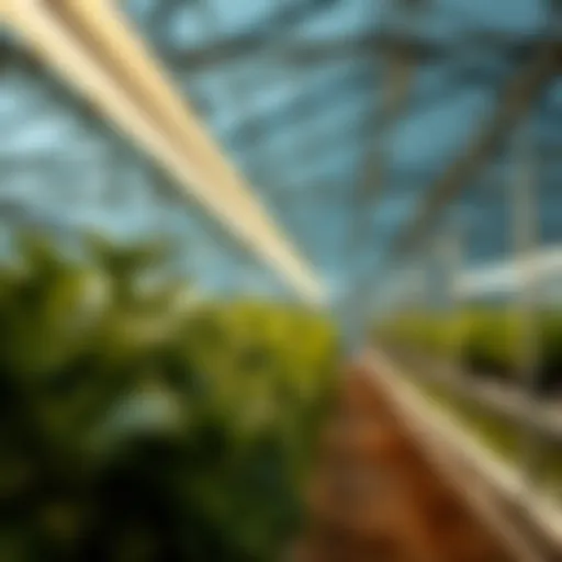 Fluorescent Lights in Action Sunblaster fluorescent lights illuminating a greenhouse