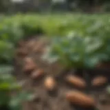 Vibrant sweet potato plants thriving in a well-prepared garden bed