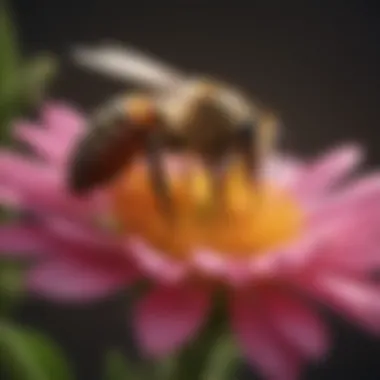 Honey Bee Pollination Process A captivating close-up of a honey bee on a vibrant flower, illustrating pollination.