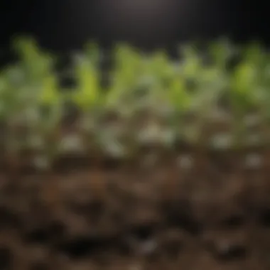 Understanding Different Seedling Shapes and Structures Diverse Seedling Morphology