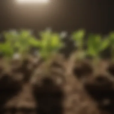 Analyzing the Growth Stages of Various Seedlings Growth Patterns of Seedlings