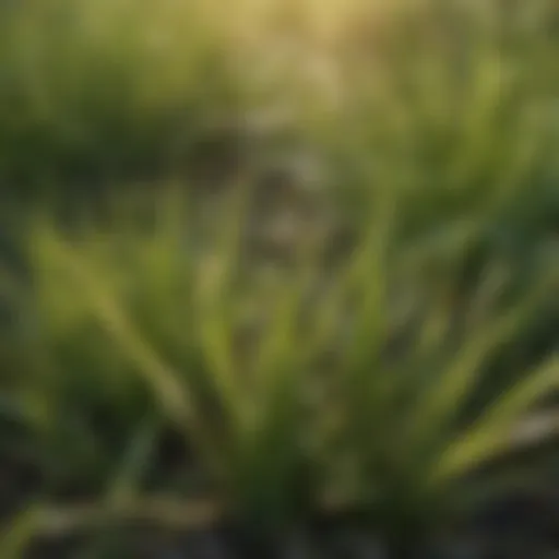 A close-up view of vibrant grass blades showing early signs of lawn disease.