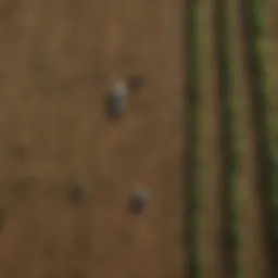 Aerial view of diverse crops in a sustainable farm.