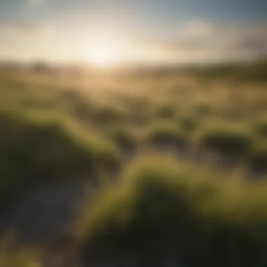 Ecological benefits of fescue with bluegrass