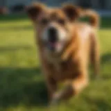 Vibrant lawn affected by dog urine