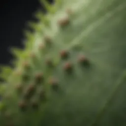 A close-up view of aphids on a plant leaf, illustrating their infestation.