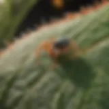 Close-up view of spider mites on a leaf