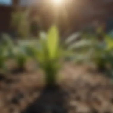 Vibrant Plant Health After Spider Mite Control Healthy plant free from spider mites