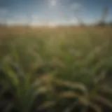 Close-up view of Kyllinga grass infestation in a field