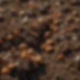 Close-up of garden soil with visible grubs