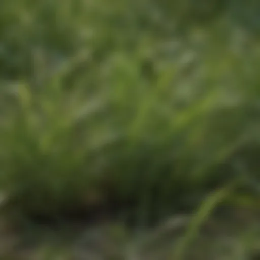 Close-up of St. Augustine grass with visible weeds