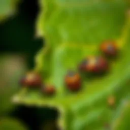 A close-up view of kudzu bugs on a leaf