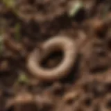 Close-up view of cutworms in garden soil