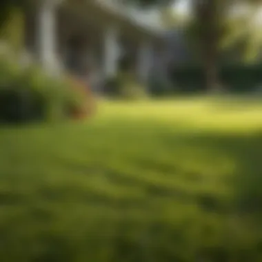 Smooth and Vibrant Lawn A perfectly leveled lawn showcasing smooth terrain and vibrant grass.