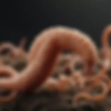 Common Worm Types Common types of worms affecting puppies