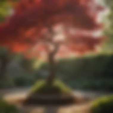 Thriving Japanese Maple in a Garden Healthy Japanese maple tree in a garden setting