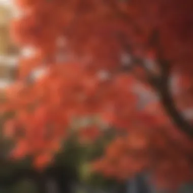 Lush foliage of a Japanese maple showcasing vibrant colors