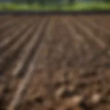 Freshly tilled soil ready for planting