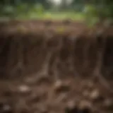 A close-up view of healthy soil rich in organic matter with roots intertwined, demonstrating nutrient-rich conditions.