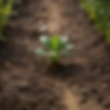 Essential Soil Nutrients for Plants Illustration of macronutrients and micronutrients essential for plants, with their corresponding symbols and roles.