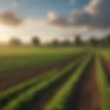 A lush green field suitable for farming