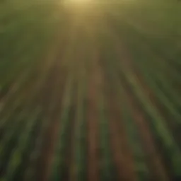 A scenic view of Illinois farmland showcasing diverse crops