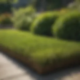 Different types of sod displayed in a garden setting