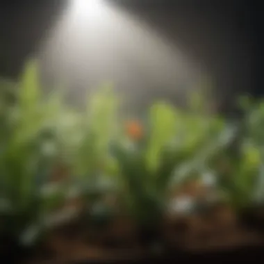 Diverse Light Spectra for Optimal Plant Growth Close-up of plants thriving under various light spectra