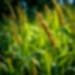 Lush Amerishade grass thriving in shaded area