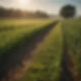 Diverse array of cover crops in a field