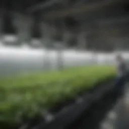 Overview of a DWC Hydroponic Setup